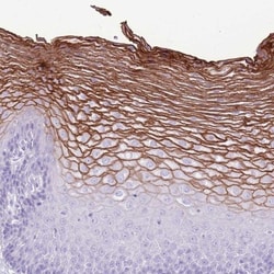 CNFN Antibody, Novus Biologicals 0.1mL; Unlabeled:Antibodies, Polyclonal