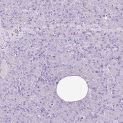 CNFN Antibody, Novus Biologicals 0.1mL; Unlabeled:Antibodies, Polyclonal