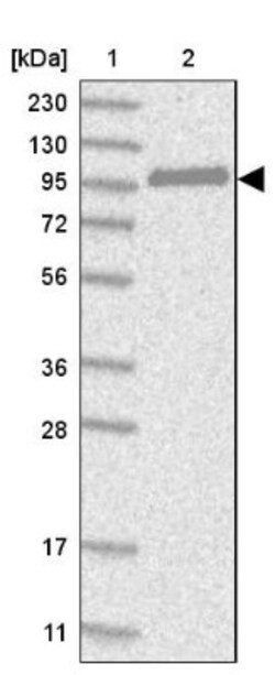 CNKSR1 Antibody, Novus Biologicals 25 &mu;L; Unlabeled:Antibodies, Polyclonal