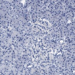 CNNM4 Antibody, Novus Biologicals:Antibodies:Primary Antibodies
