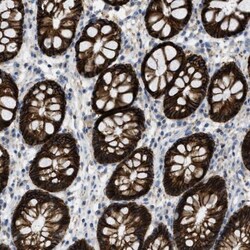 CNNM4 Antibody, Novus Biologicals:Antibodies:Primary Antibodies
