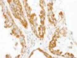 CNOT3 Antibody, Novus Biologicals 0.1mL; Unlabeled:Antibodies, Polyclonal