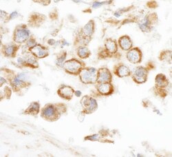 CNOT3 Antibody, Novus Biologicals 0.1mL; Unlabeled:Antibodies, Polyclonal