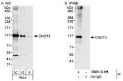 CNOT3 Antibody, Novus Biologicals 0.1mL; Unlabeled:Antibodies, Polyclonal