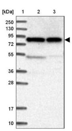 CNOX Antibody, Novus Biologicals 25 &mu;L; Unlabeled:Antibodies, Polyclonal