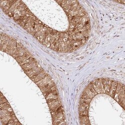 CNPY2 Antibody, Novus Biologicals 0.1mL; Unlabeled:Antibodies, Polyclonal