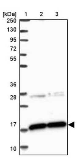 CNPY2 Antibody, Novus Biologicals 0.1mL; Unlabeled:Antibodies, Polyclonal
