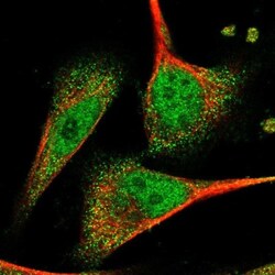 CNPase Antibody, Novus Biologicals 0.1mL; Unlabeled:Antibodies, Polyclonal