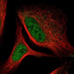 CNPase Antibody, Novus Biologicals 0.1mL; Unlabeled:Antibodies, Polyclonal