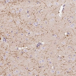 CNPase Antibody, Novus Biologicals 25 &mu;L; Unlabeled:Antibodies, Polyclonal