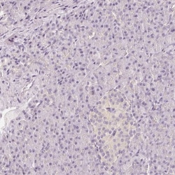 CNPase Antibody, Novus Biologicals 25 &mu;L; Unlabeled:Antibodies, Polyclonal