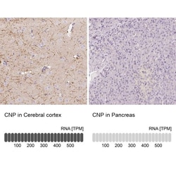 CNPase Antibody, Novus Biologicals 25 &mu;L; Unlabeled:Antibodies, Polyclonal