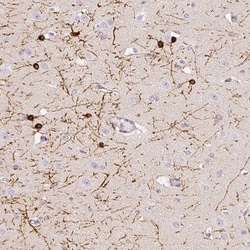 CNPase Antibody, Novus Biologicals 0.1mL; Unlabeled:Antibodies, Polyclonal