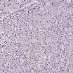 CNPase Antibody, Novus Biologicals 0.1mL; Unlabeled:Antibodies, Polyclonal