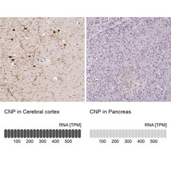 CNPase Antibody, Novus Biologicals 0.1mL; Unlabeled:Antibodies, Polyclonal