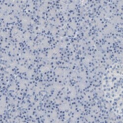 CNPase Antibody, Novus Biologicals 0.1mL; Unlabeled:Antibodies, Polyclonal
