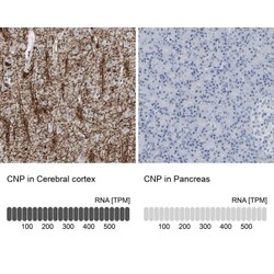 CNPase Antibody, Novus Biologicals 0.1mL; Unlabeled:Antibodies, Polyclonal