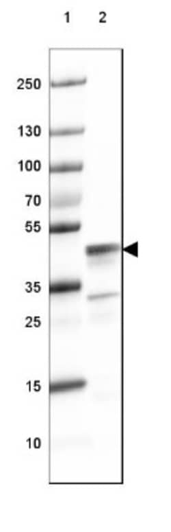 CNPase Antibody, Novus Biologicals 25 &mu;L; Unlabeled:Antibodies, Polyclonal