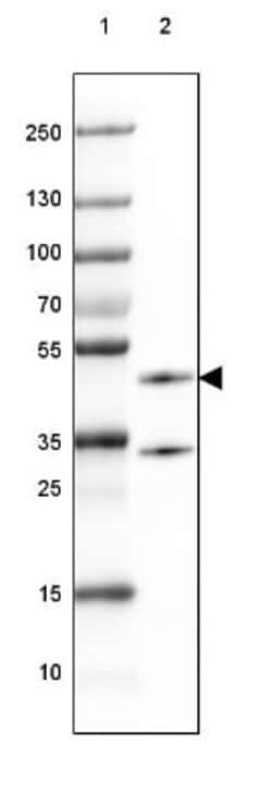 CNPase Antibody, Novus Biologicals 25 &mu;L; Unlabeled:Antibodies, Polyclonal
