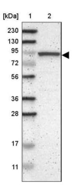CNST Antibody, Novus Biologicals 25 &mu;L; Unlabeled:Antibodies, Polyclonal