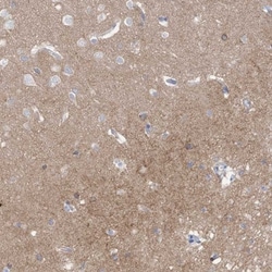 CNTNAP4 Antibody, Novus Biologicals 25 &mu;L; Unlabeled:Antibodies, Polyclonal