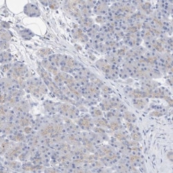 CNTNAP4 Antibody, Novus Biologicals 25 &mu;L; Unlabeled:Antibodies, Polyclonal