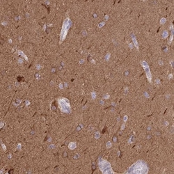 CNTNAP4 Antibody, Novus Biologicals:Antibodies:Primary Antibodies