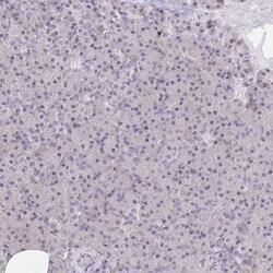 CNTNAP4 Antibody, Novus Biologicals:Antibodies:Primary Antibodies