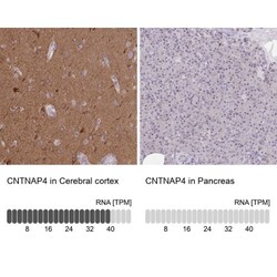CNTNAP4 Antibody, Novus Biologicals:Antibodies:Primary Antibodies