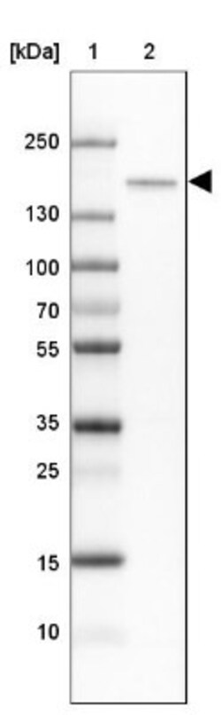 CNTNAP4 Antibody, Novus Biologicals:Antibodies:Primary Antibodies