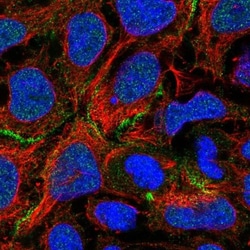 COBL Antibody, Novus Biologicals 25 &mu;L; Unlabeled:Antibodies, Polyclonal