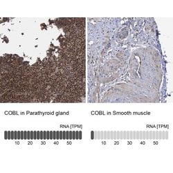 COBL Antibody, Novus Biologicals 25 &mu;L; Unlabeled:Antibodies, Polyclonal