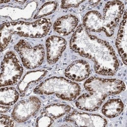 COBL Antibody, Novus Biologicals:Antibodies:Primary Antibodies