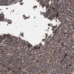 COBL Antibody, Novus Biologicals:Antibodies:Primary Antibodies