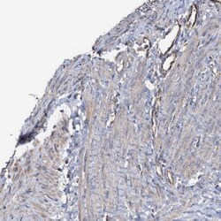 COBL Antibody, Novus Biologicals:Antibodies:Primary Antibodies