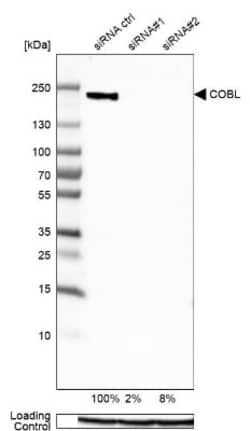 COBL Antibody, Novus Biologicals 25 &mu;L; Unlabeled:Antibodies, Polyclonal