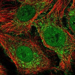 COBLL1 Antibody, Novus Biologicals 25 &mu;L | Buy Online | Novus Biologicals | Fisher Scientific