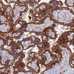 COBLL1 Antibody, Novus Biologicals 25 &mu;L, Unlabeled:Antibodies, Polyclonal