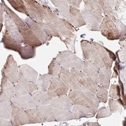 COBLL1 Antibody, Novus Biologicals 25 &mu;L | Buy Online | Novus Biologicals | Fisher Scientific