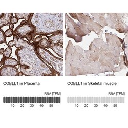 COBLL1 Antibody, Novus Biologicals 25 &mu;L | Buy Online | Novus Biologicals | Fisher Scientific