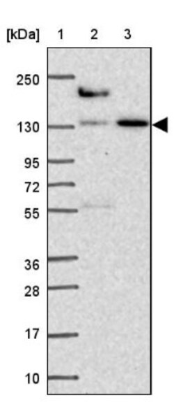 COBLL1 Antibody, Novus Biologicals 25 &mu;L | Buy Online | Novus Biologicals | Fisher Scientific