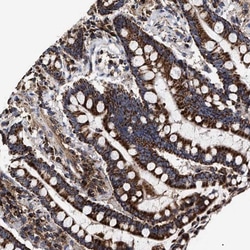 COG5 Antibody, Novus Biologicals:Antibodies:Primary Antibodies