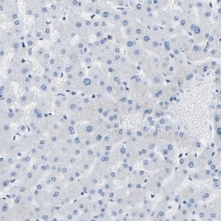 COL15A1 Antibody, Novus Biologicals:Antibodies:Primary Antibodies