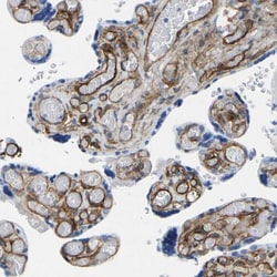 COL15A1 Antibody, Novus Biologicals:Antibodies:Primary Antibodies