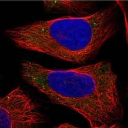 COL22A1 Antibody, Novus Biologicals:Antibodies:Primary Antibodies
