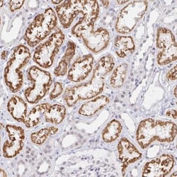 COL28A1 Antibody, Novus Biologicals 0.1mL; Unlabeled:Antibodies, Polyclonal