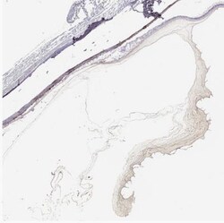 COL9A3 Antibody, Novus Biologicals:Antibodies:Primary Antibodies