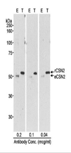 COP9 signalosome complex subunit 2 Antibody, Novus Biologicals 0.1mg; Unlabeled:Antibodies,