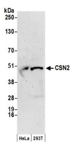 COP9 signalosome complex subunit 2 Antibody, Novus Biologicals 0.1mg; Unlabeled:Antibodies,
