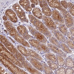 COPE Antibody, Novus Biologicals:Antibodies:Primary Antibodies